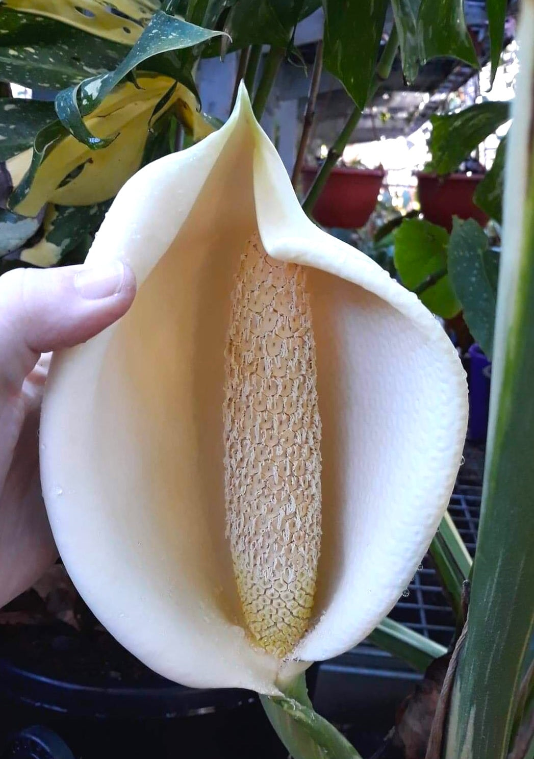 Monstera deliciosa - THAI CONSTELLATION - Variegated Fruit Salad Plant