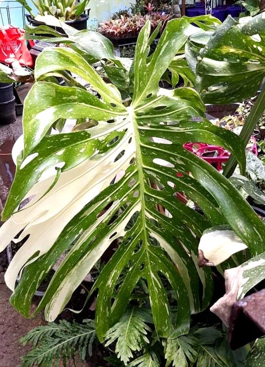 Monstera deliciosa - THAI CONSTELLATION - Variegated Fruit Salad Plant