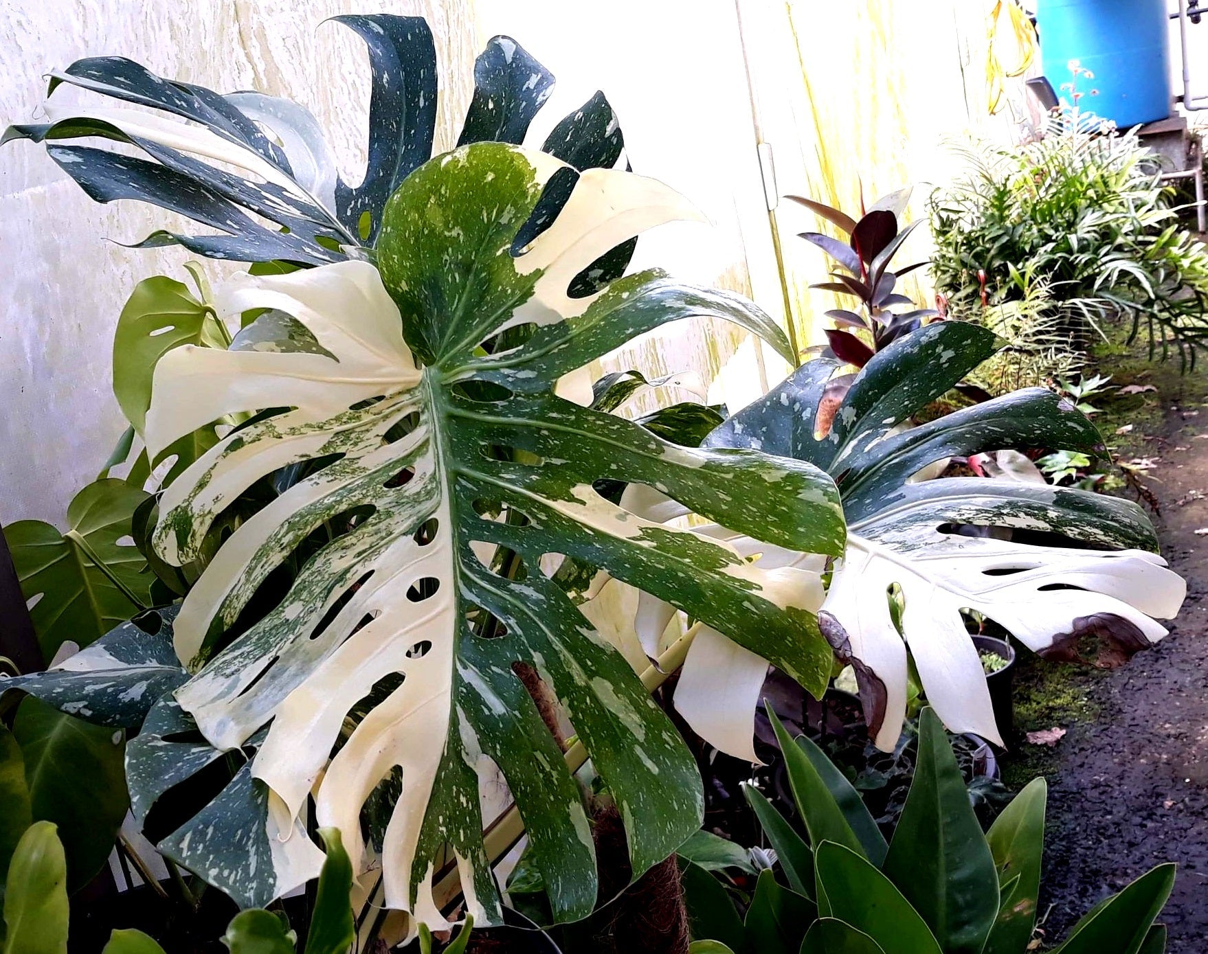 Monstera deliciosa - THAI CONSTELLATION - Variegated Fruit Salad Plant