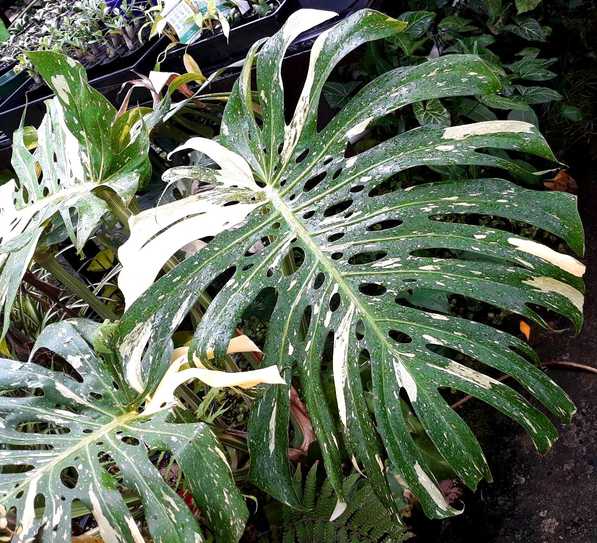 Monstera deliciosa - THAI CONSTELLATION - Variegated Fruit Salad Plant