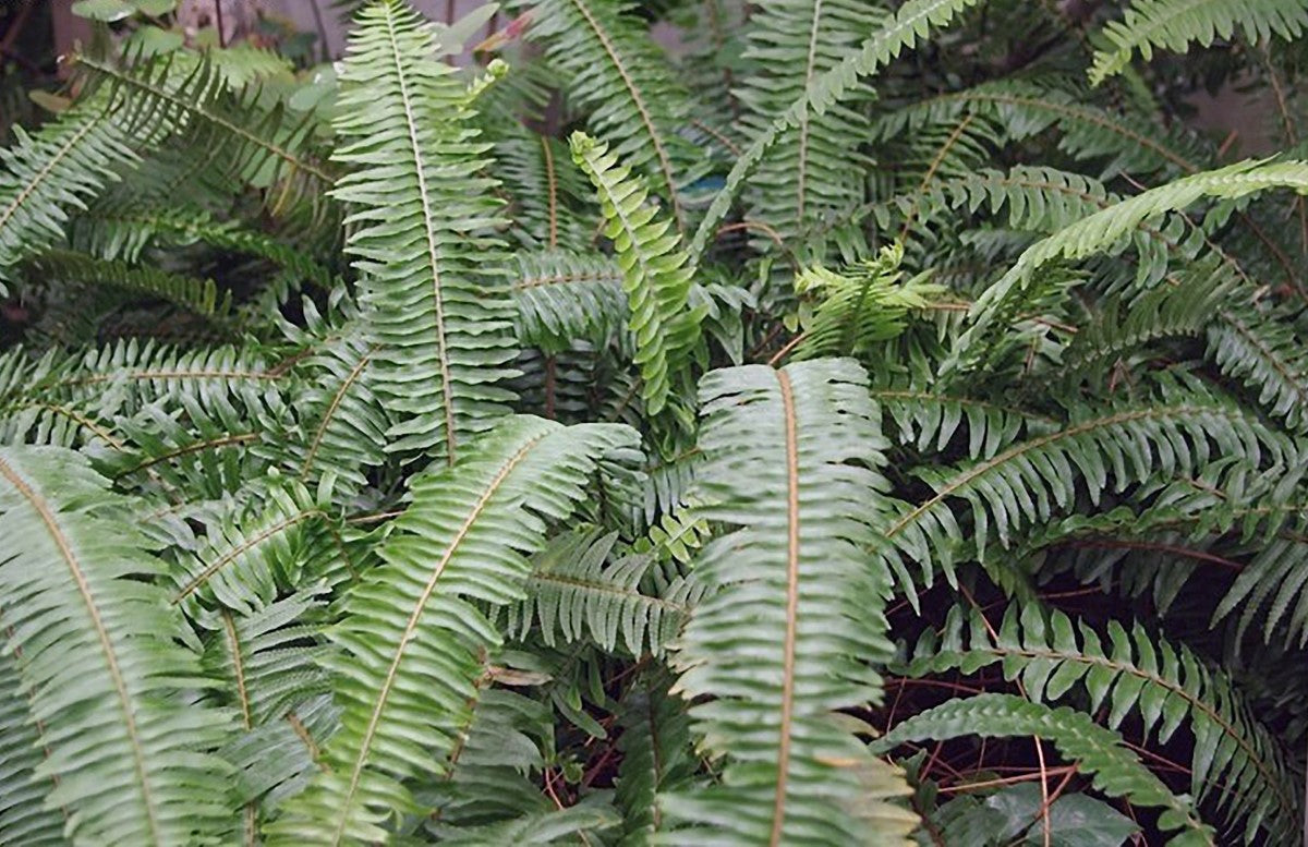Nephrolepis exaltata - BLUE BELL - Boston Fern