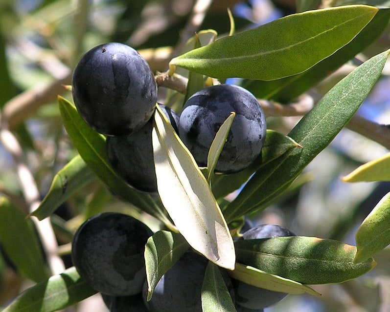 Olea europaea - MANZANILLO - Olive
