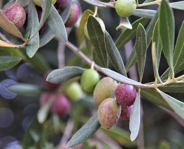 Olea europaea - MISSION - Olive