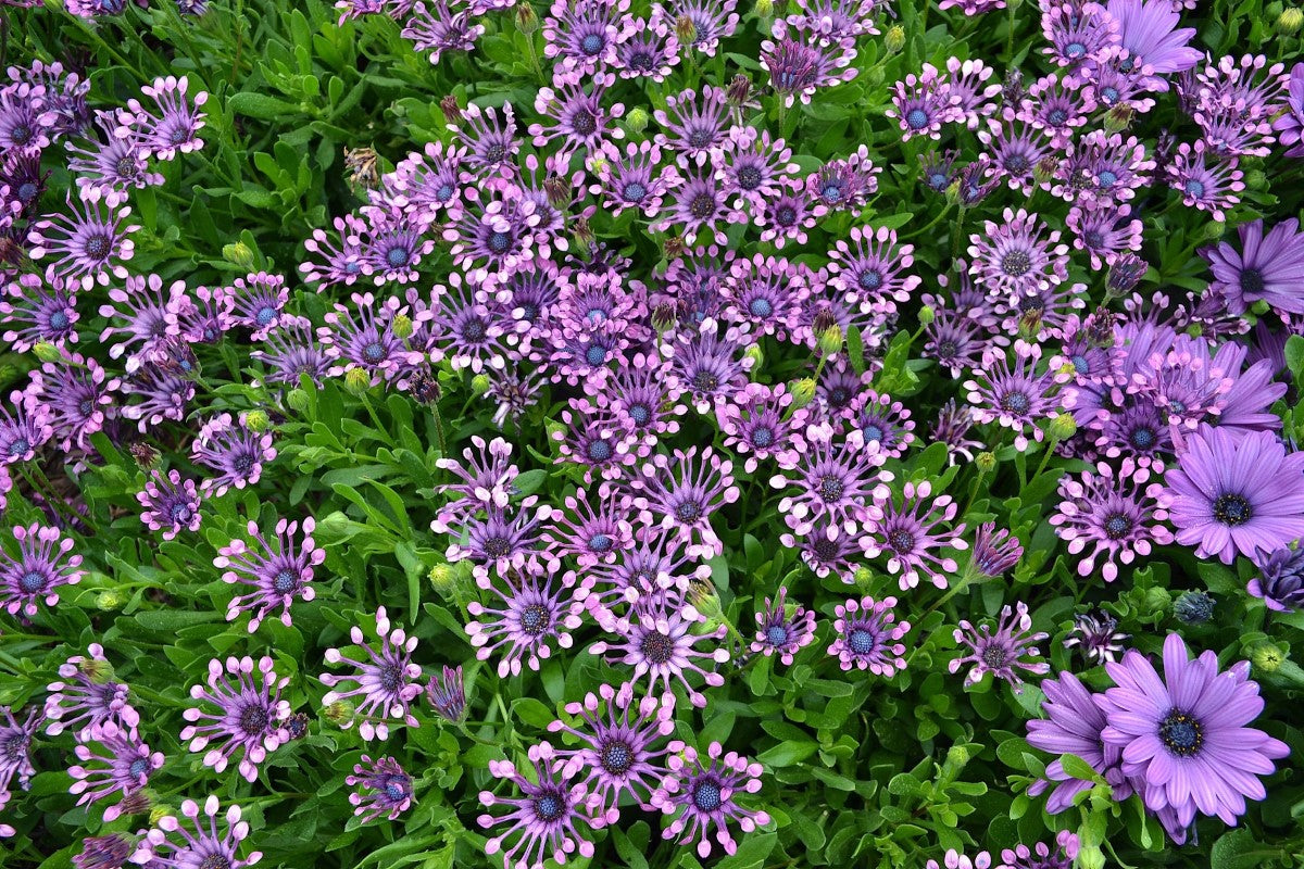 Osteospermum - POWER PACKED SPIDER PINK - African Daisy