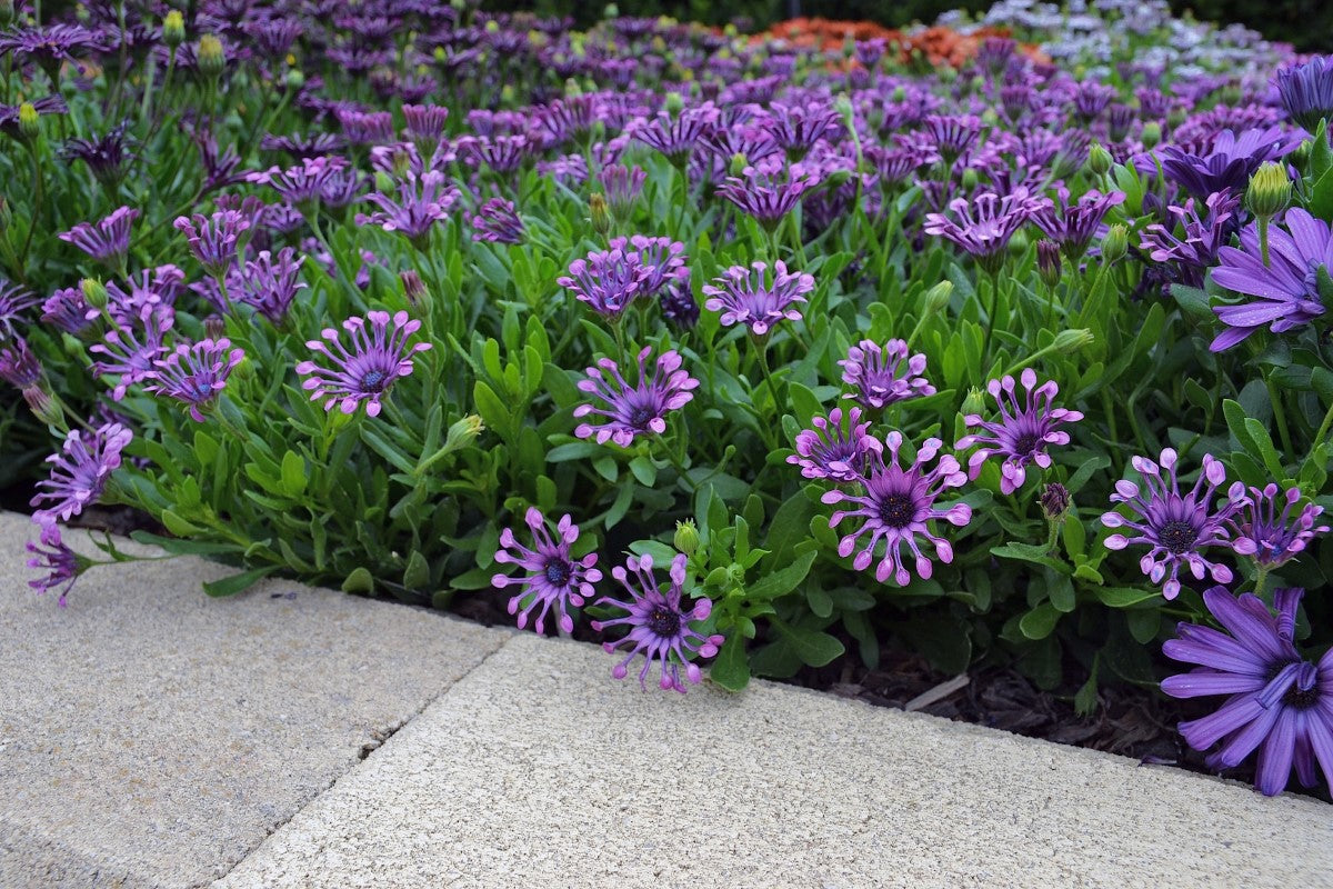 Osteospermum - POWER PACKED SPIDER PINK - African Daisy