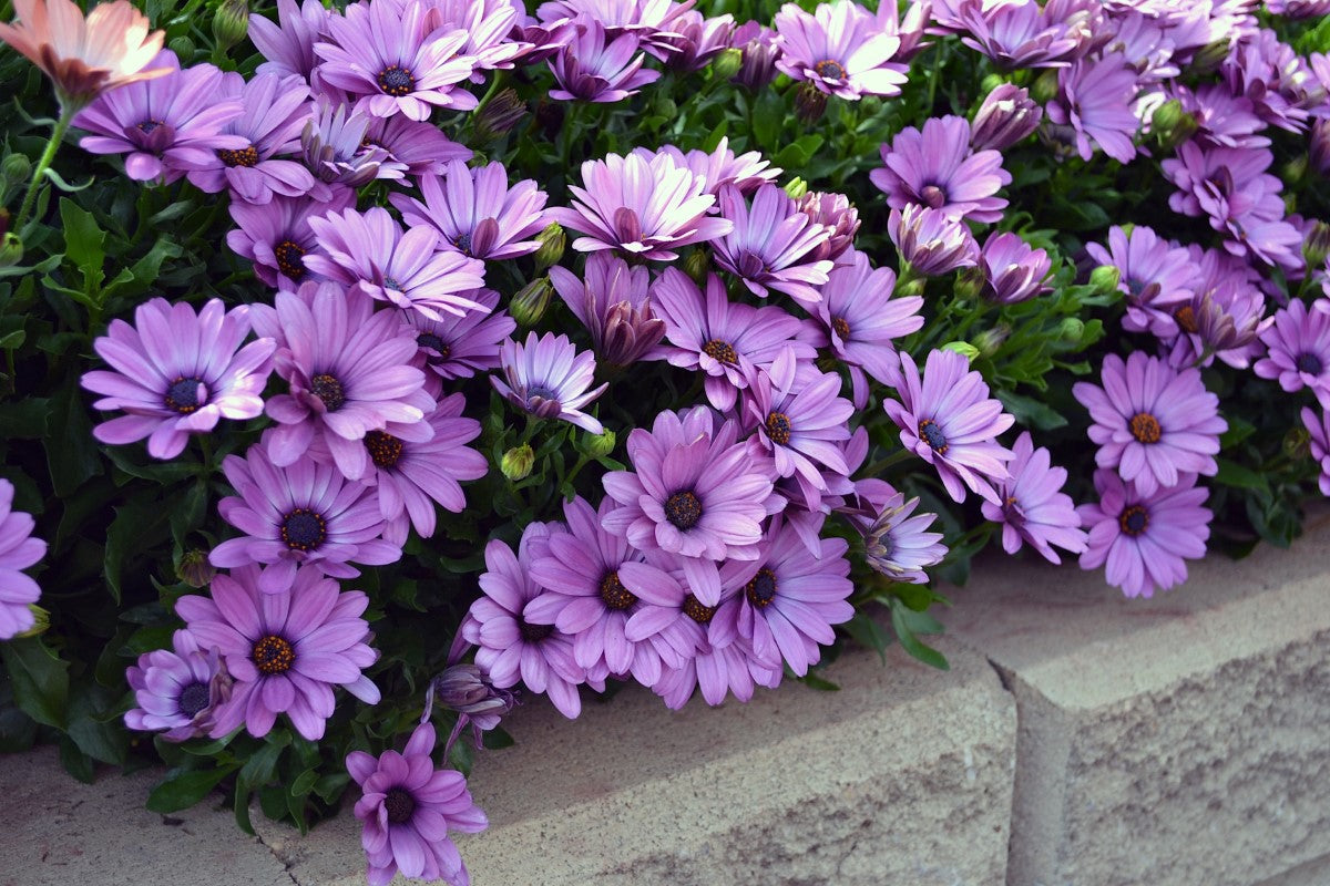 Osteospermum - Serenity™ PINK - African Daisy 'Balserpink' PBR