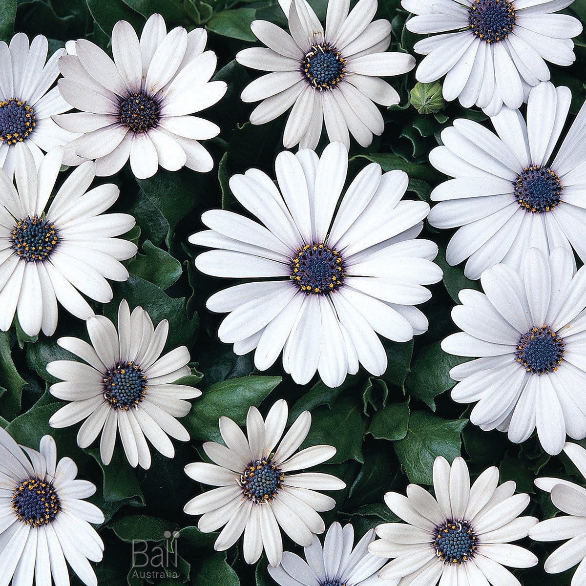 Osteospermum - Serenity™ WHITE - African Daisy 'Balserwhit' PBR
