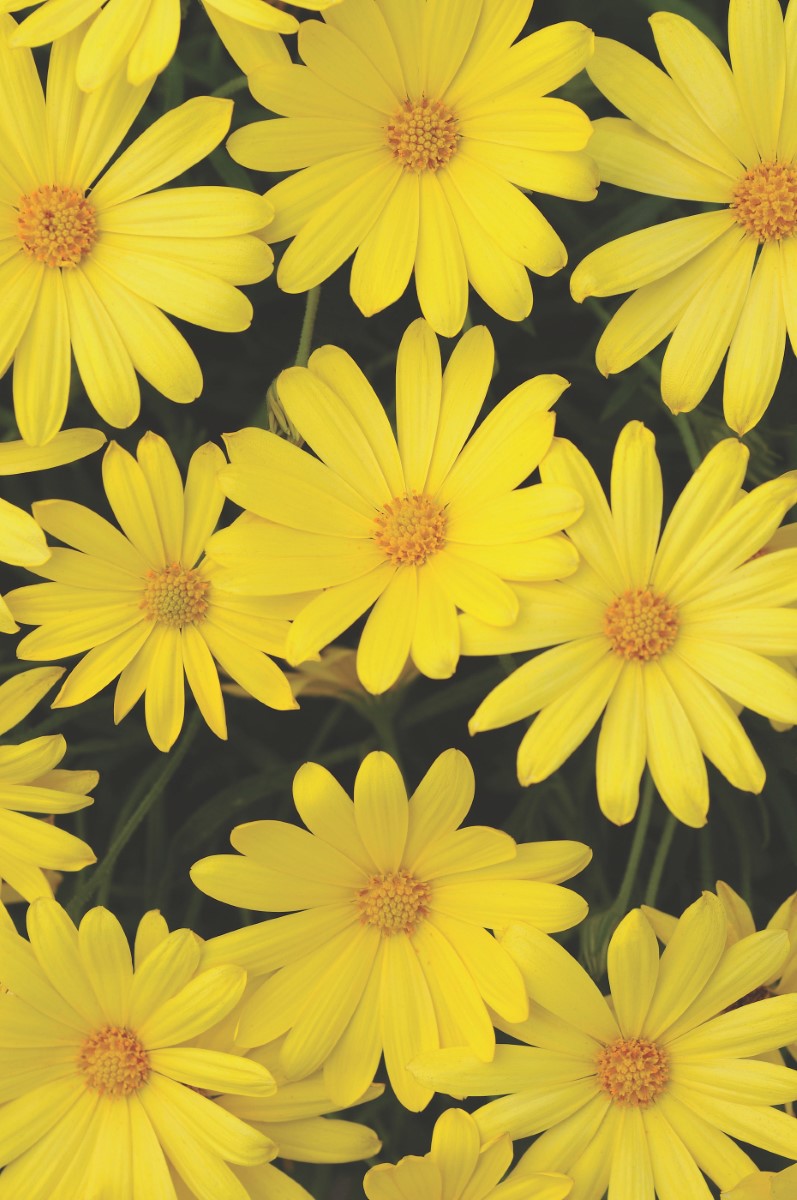 Osteospermum - VOLTAGE YELLOW - African Daisy 'Balvoyelo' PBR