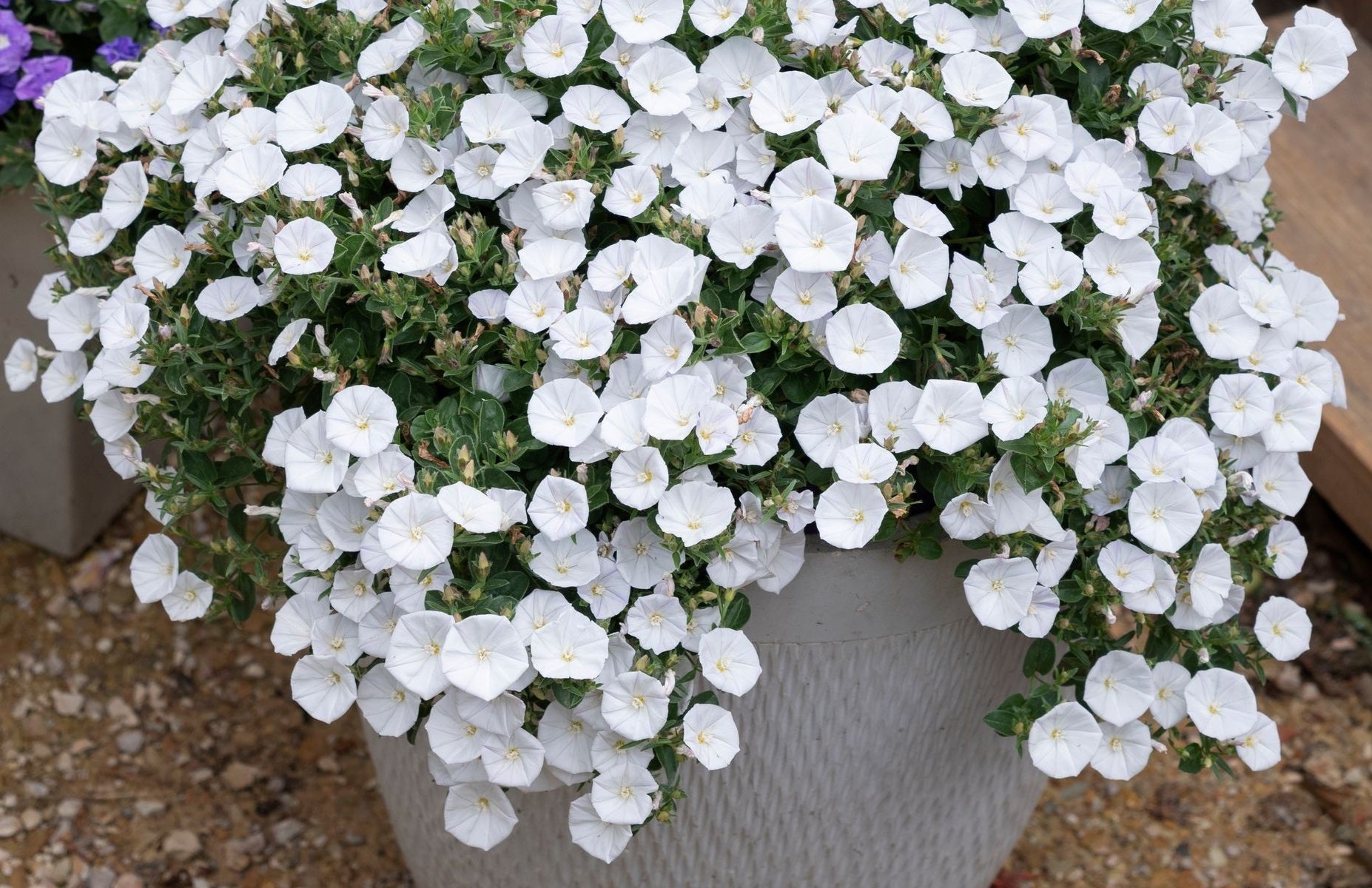 Convolvulus sabatius - LITTLE ARCTIC MOON - Rock Bindweed