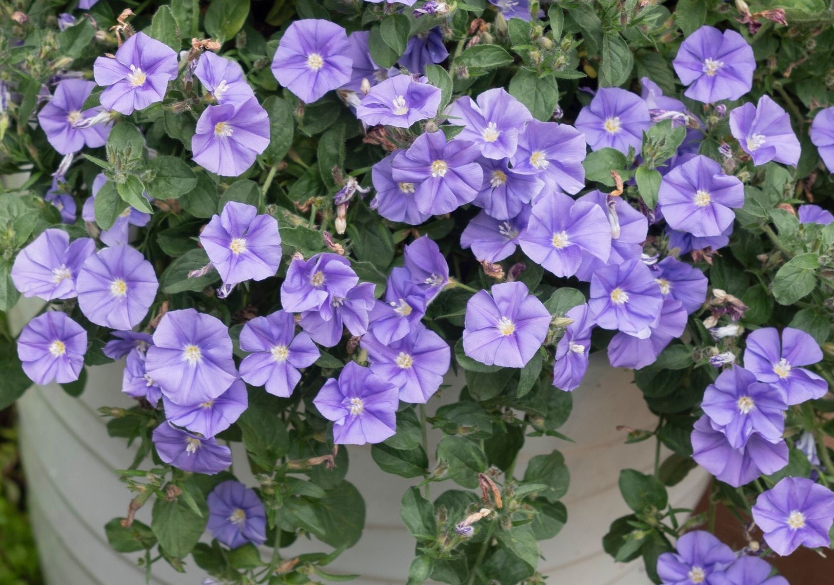 Convolvulus sabatius - RUFFLED MOON - Rock Bindweed