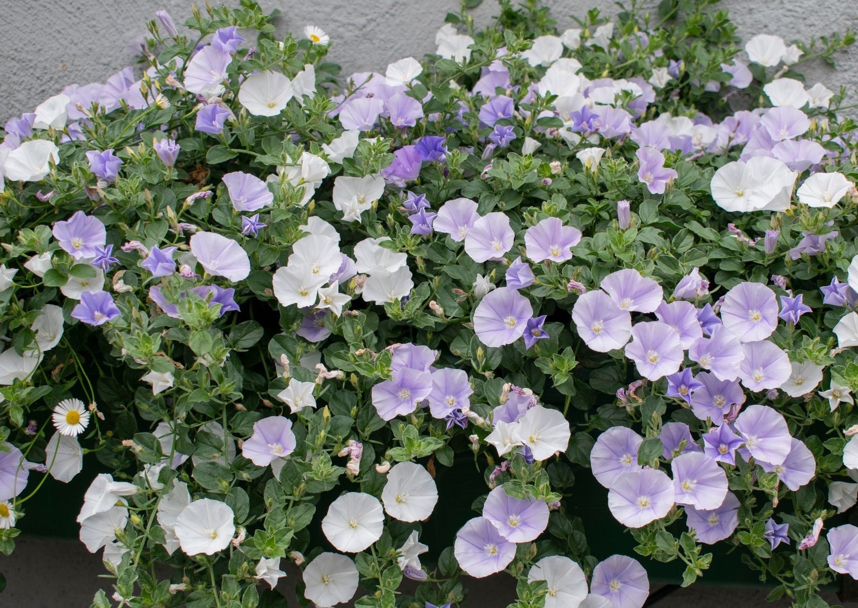 Convolvulus sabatius - TWO MOONS - Rock Bindweed