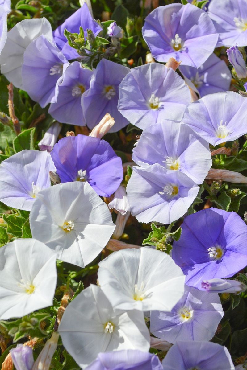 Convolvulus sabatius - TWO MOONS - Rock Bindweed