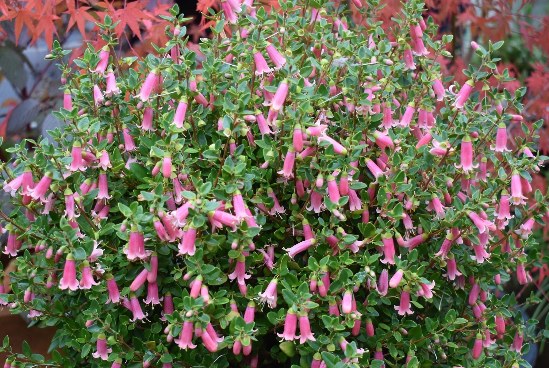 Correa pulchella - Perfect Pollinator® PINK - Salmon Native Fuchsia 'IB705-13' PBR