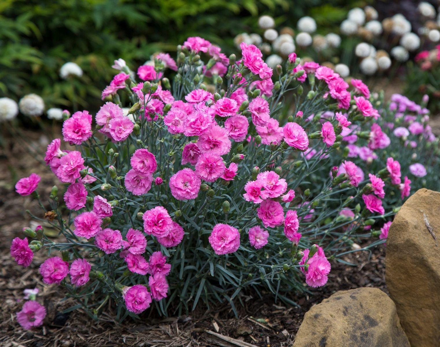 Dianthus x allwoodii - CANDY FLOSS MAUVE - Sweet William 'WP19 CFD Dark Form' PBR