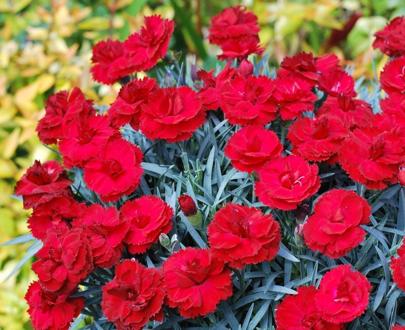 Dianthus x allwoodii - REBEKAH - Sweet William 'WP09 MAR05' PBR