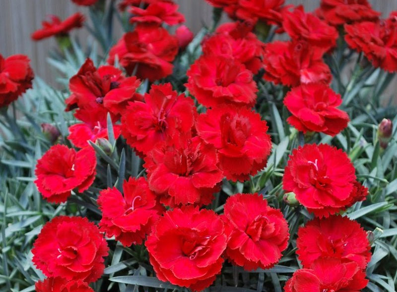 Dianthus x allwoodii - REBEKAH - Sweet William 'WP09 MAR05' PBR