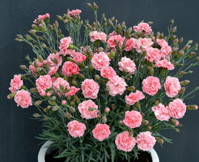 Dianthus x allwoodii - SUGAR PLUM CORAL - Sweet William 'WP19 SPCR' PBR