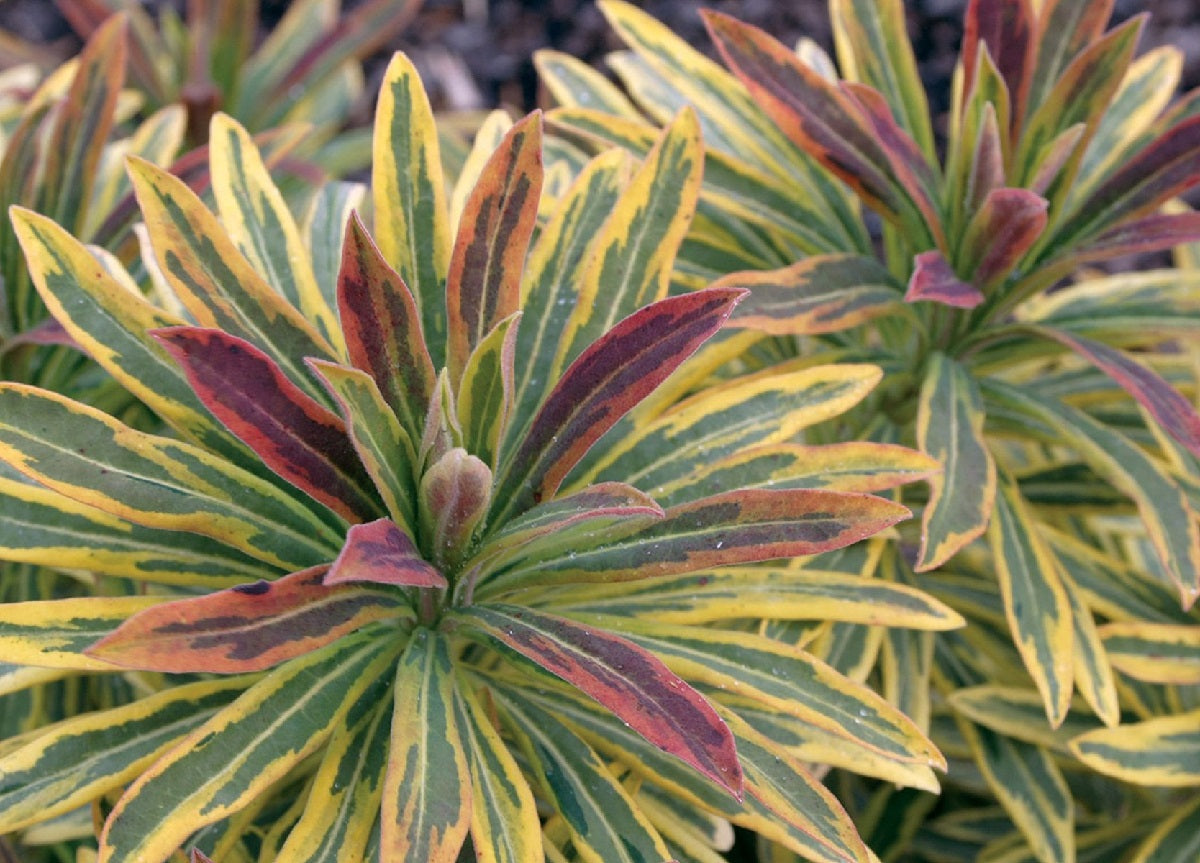Euphorbia x martini - ASCOT RAINBOW - Martin's Spurge