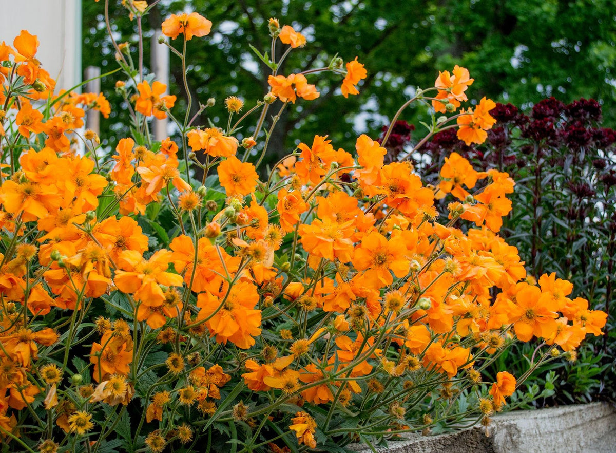Geum - FIREBALL - Avens