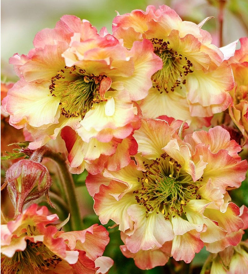Geum - Jazzy™ PRETTICOATS PEACH - Avens