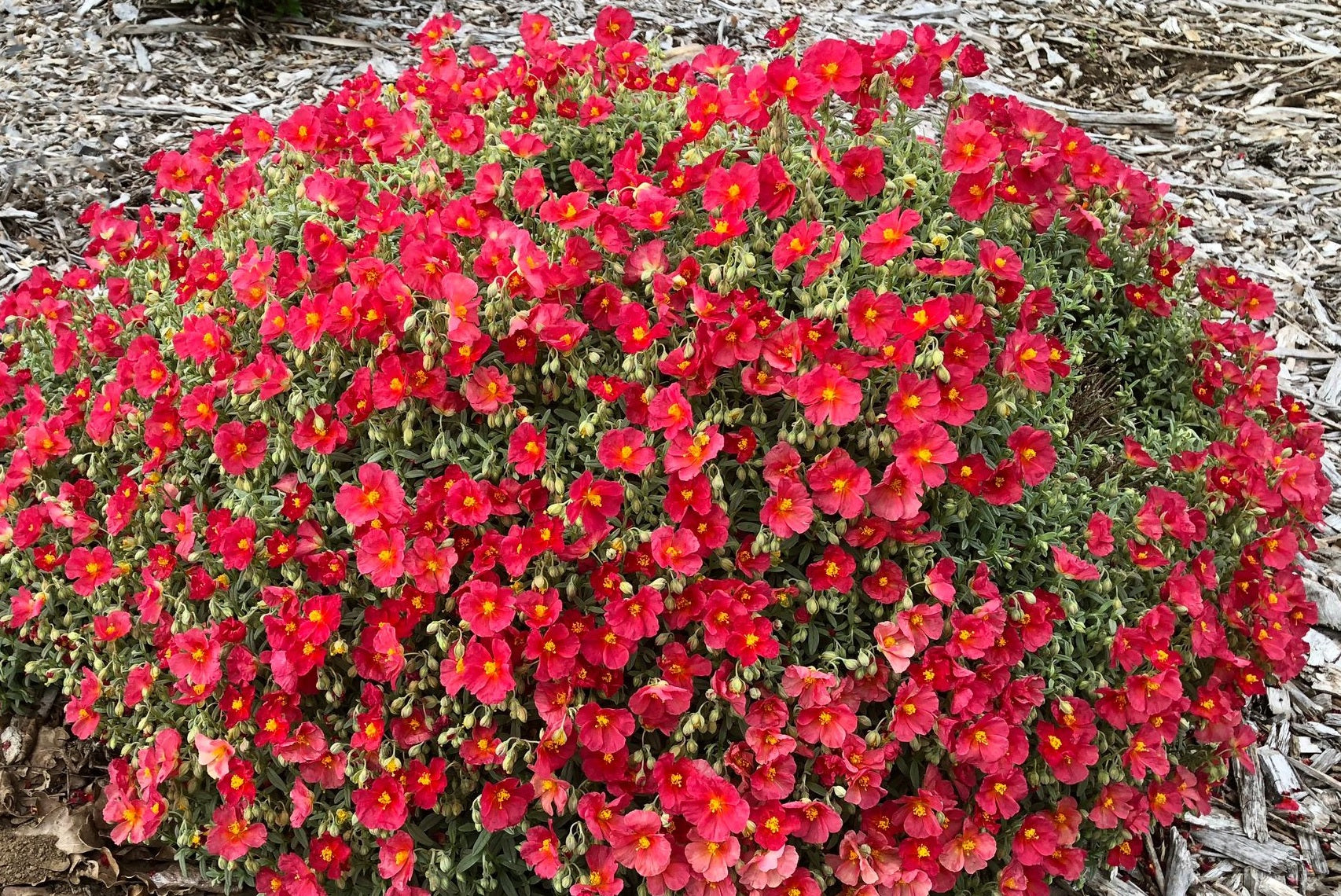 Helianthemum - BEECH PARK RED - Rock Rose