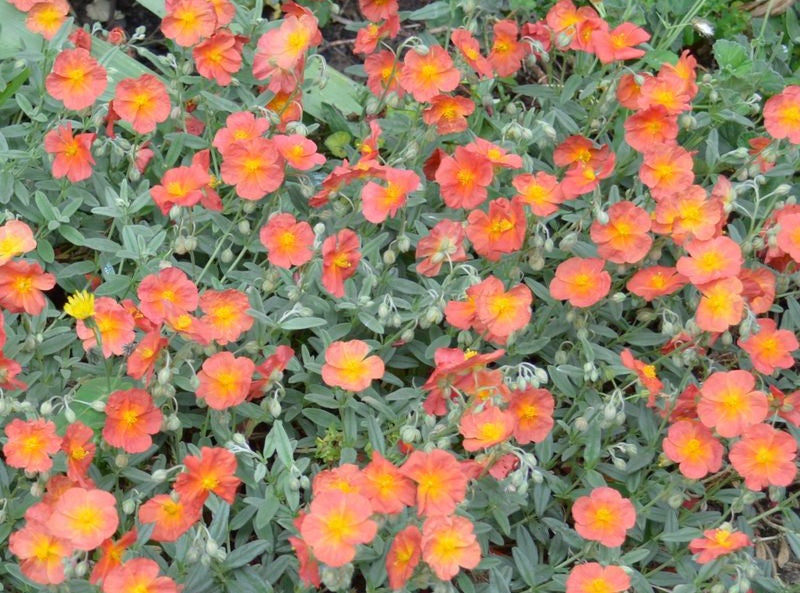 Helianthemum - FIRE DRAGON SUNROSE - Rock Rose