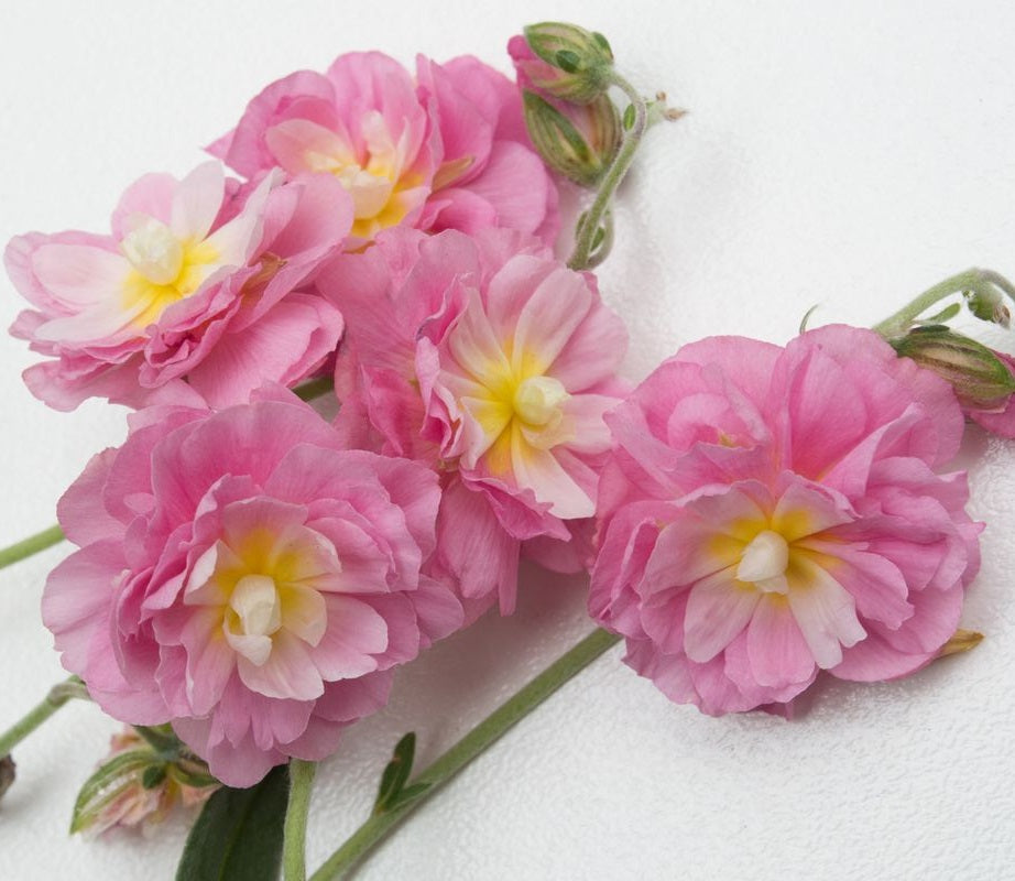 Helianthemum - PINK ANGEL SUNROSE - Rock Rose