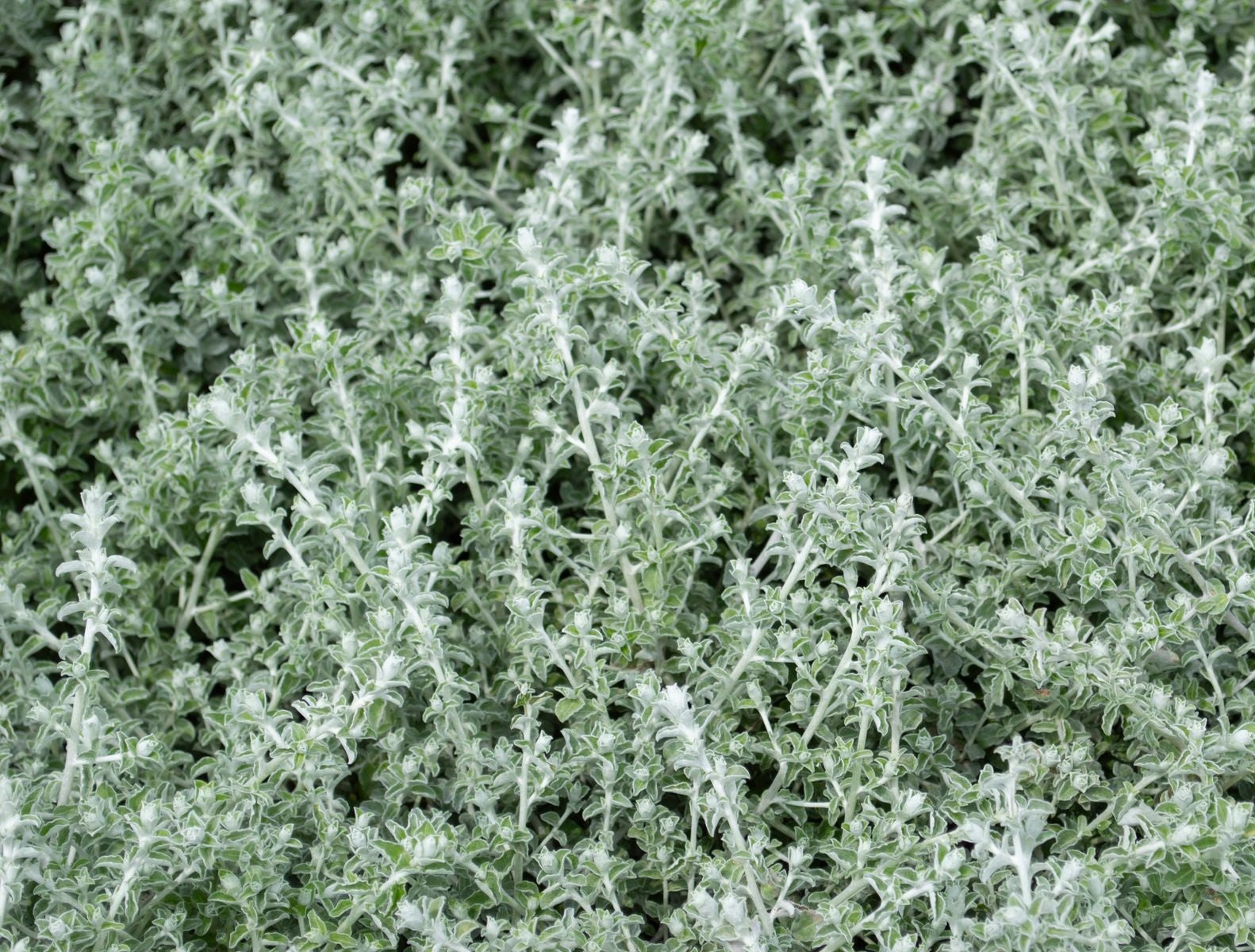 Helichrysum petiolare - Liquorice Plant