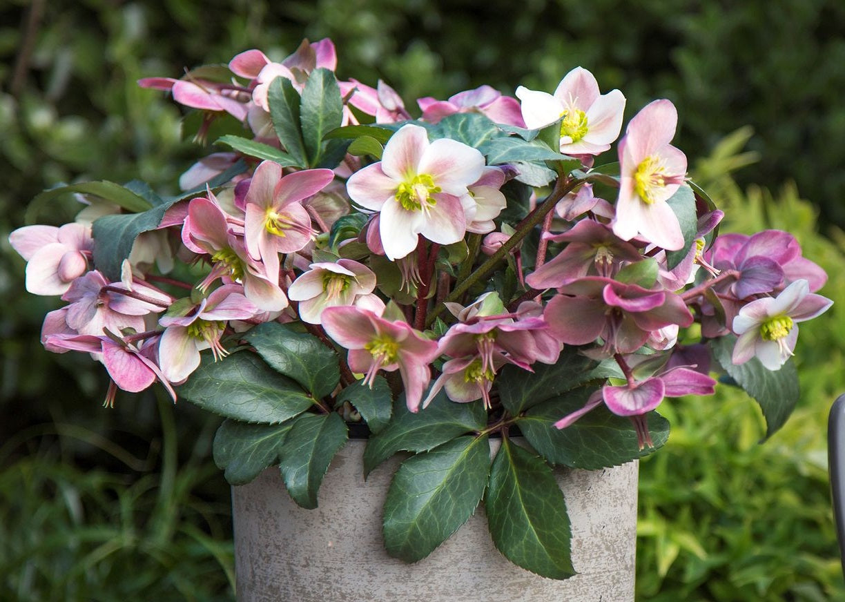 Helleborus - ANGEL GLOW - Hellebore