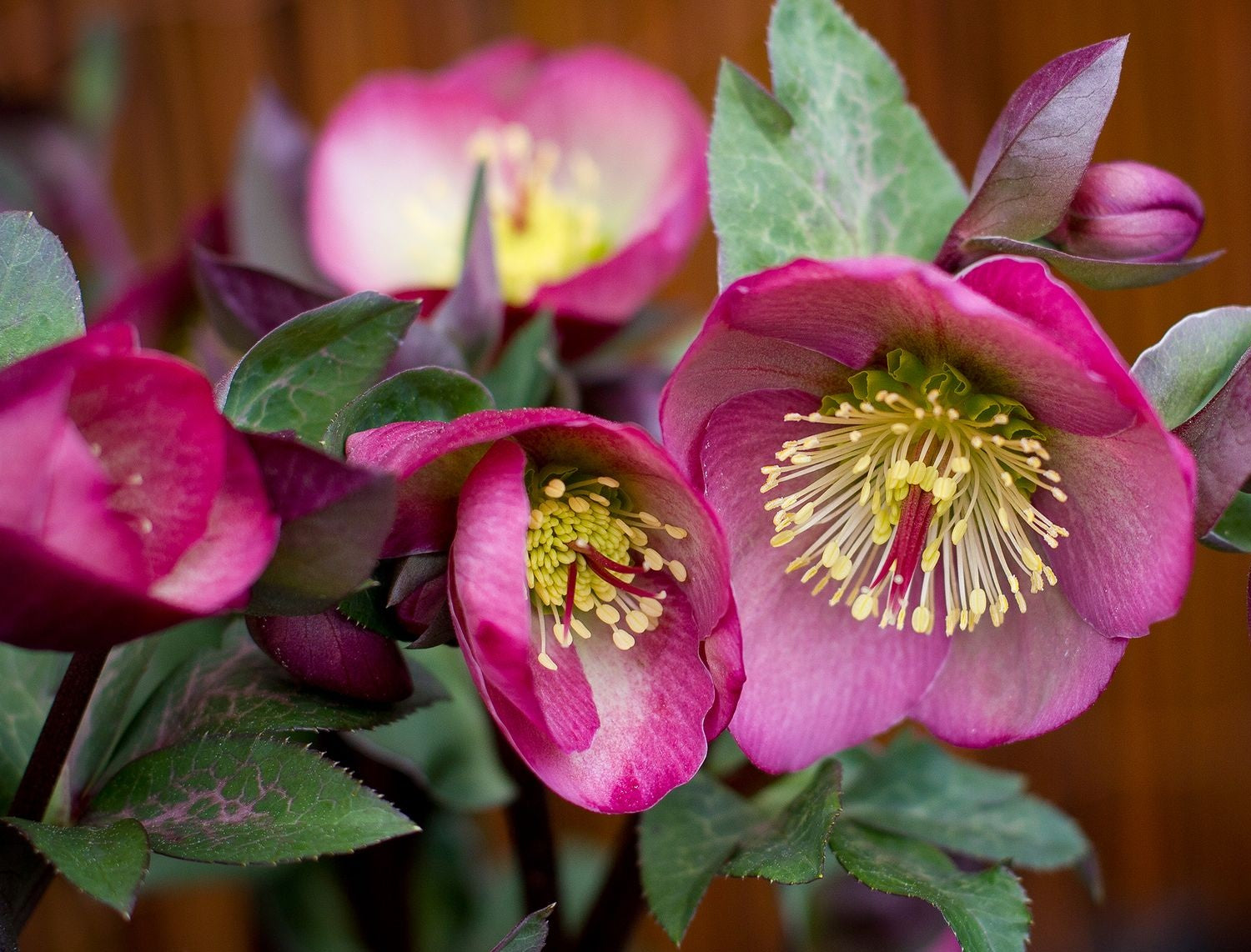 Helleborus - PENNYS PINK - Hellebore 'ABCRD01' PBR