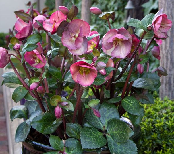 Helleborus - PENNYS PINK - Hellebore 'ABCRD01' PBR