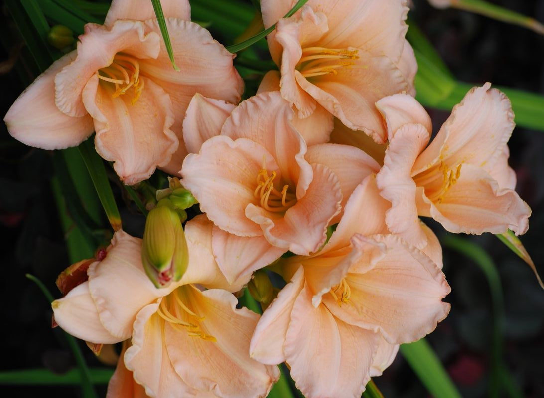 Hemerocallis - ON AND ON - Day Lily