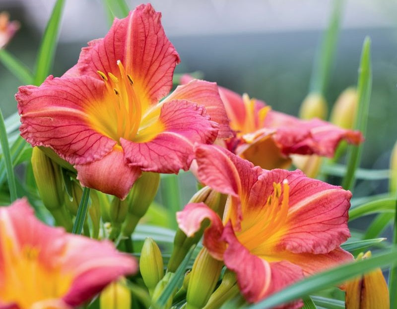 Hemerocallis - STELLA ROUGE - Day Lily 'Stella Rouge' PBR