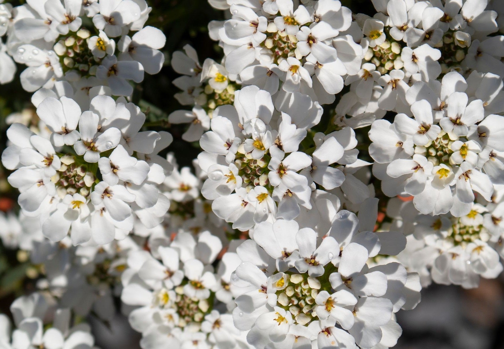 Iberis sempervirens - WINTER GLOW - Evergreen Candytuft