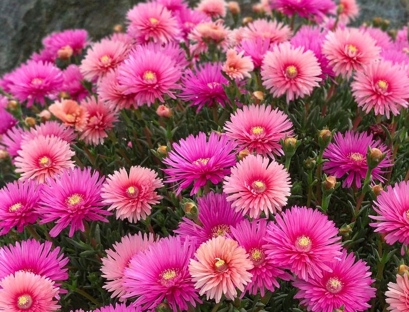 Lampranthus spectabilis - COCKTAIL EXPLOSION - Trailing Ice Plant