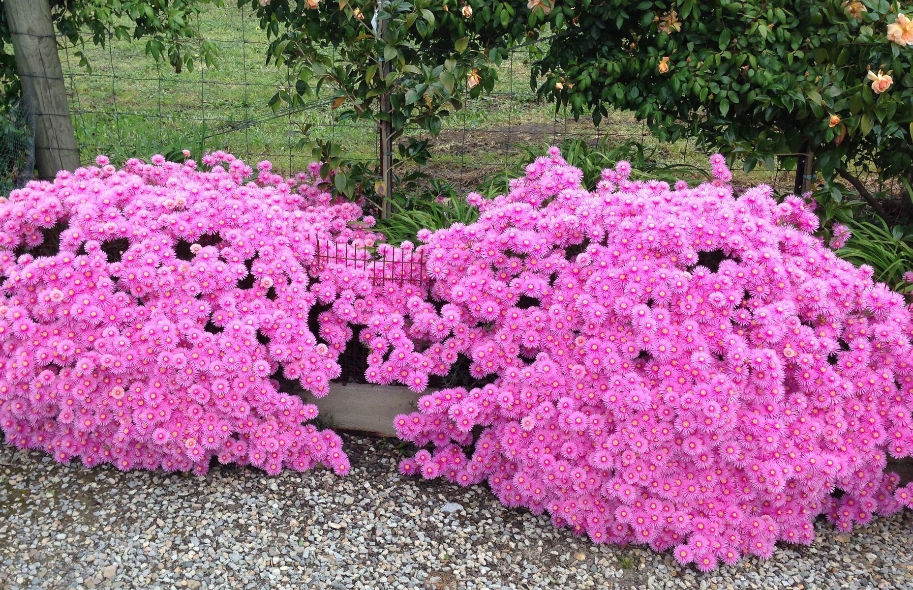 Lampranthus spectabilis - PINK EXPLOSION - Trailing Ice Plant