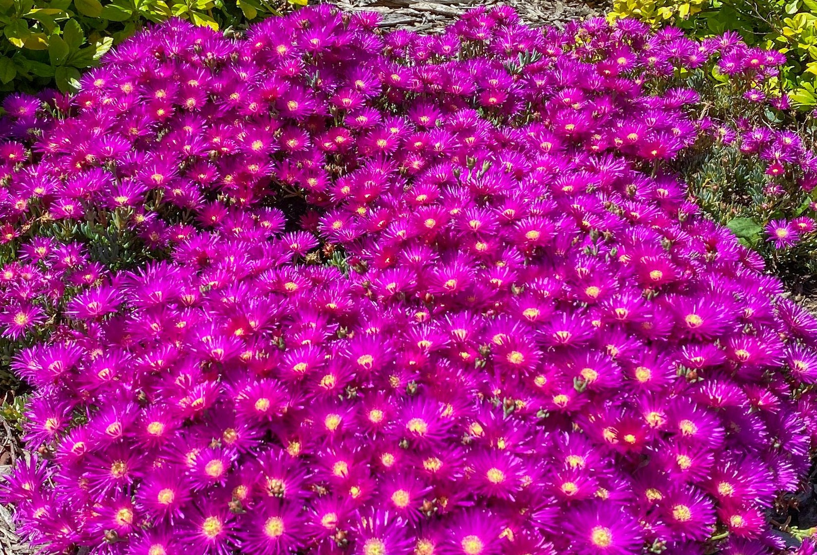 Lampranthus spectabilis - PURPLE EXPLOSION - Trailing Ice Plant