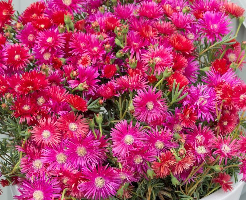Lampranthus spectabilis - RASPBERRY EXPLOSION - Trailing Ice Plant