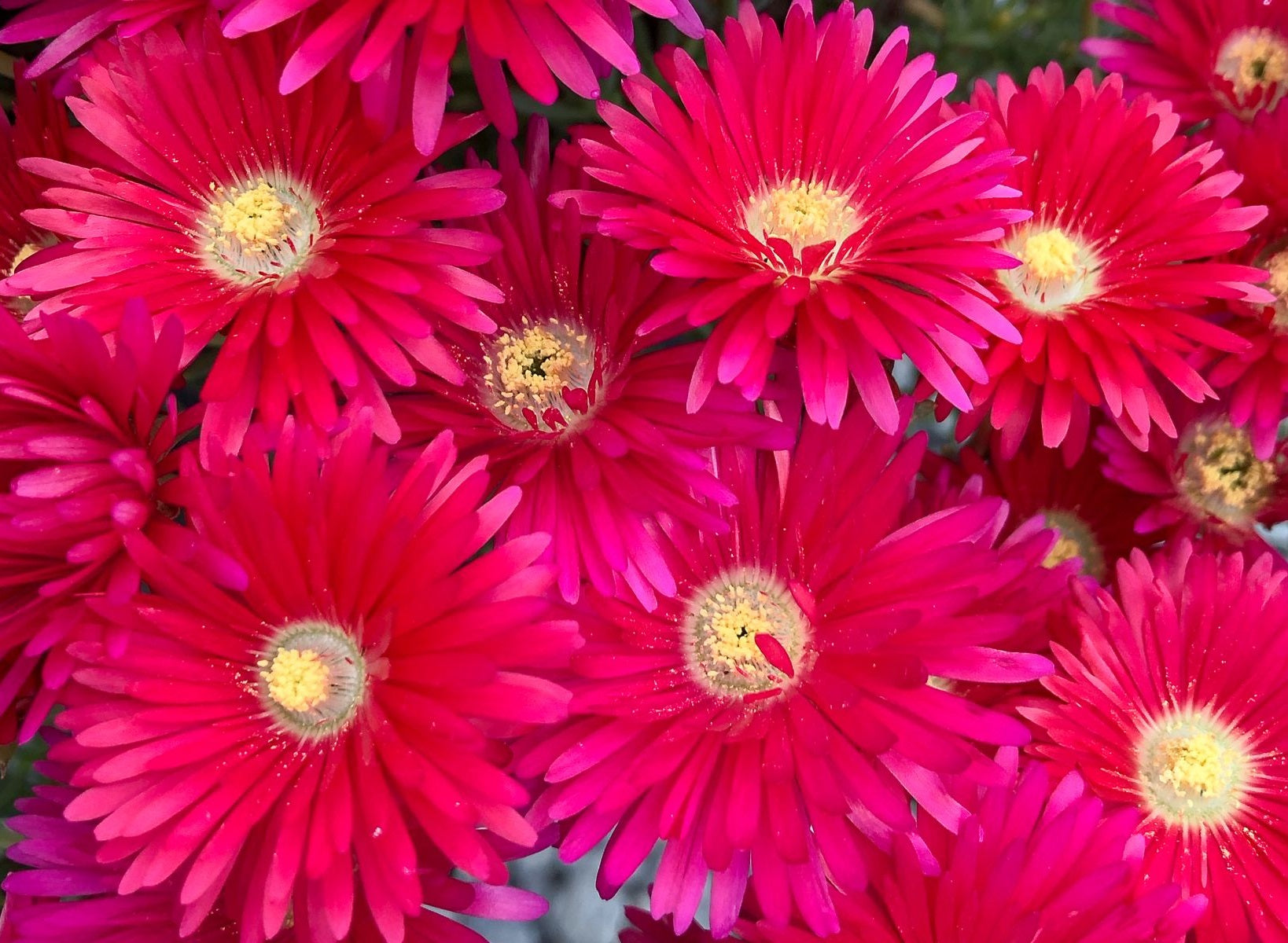Lampranthus spectabilis - RED EXPLOSION - Trailing Ice Plant