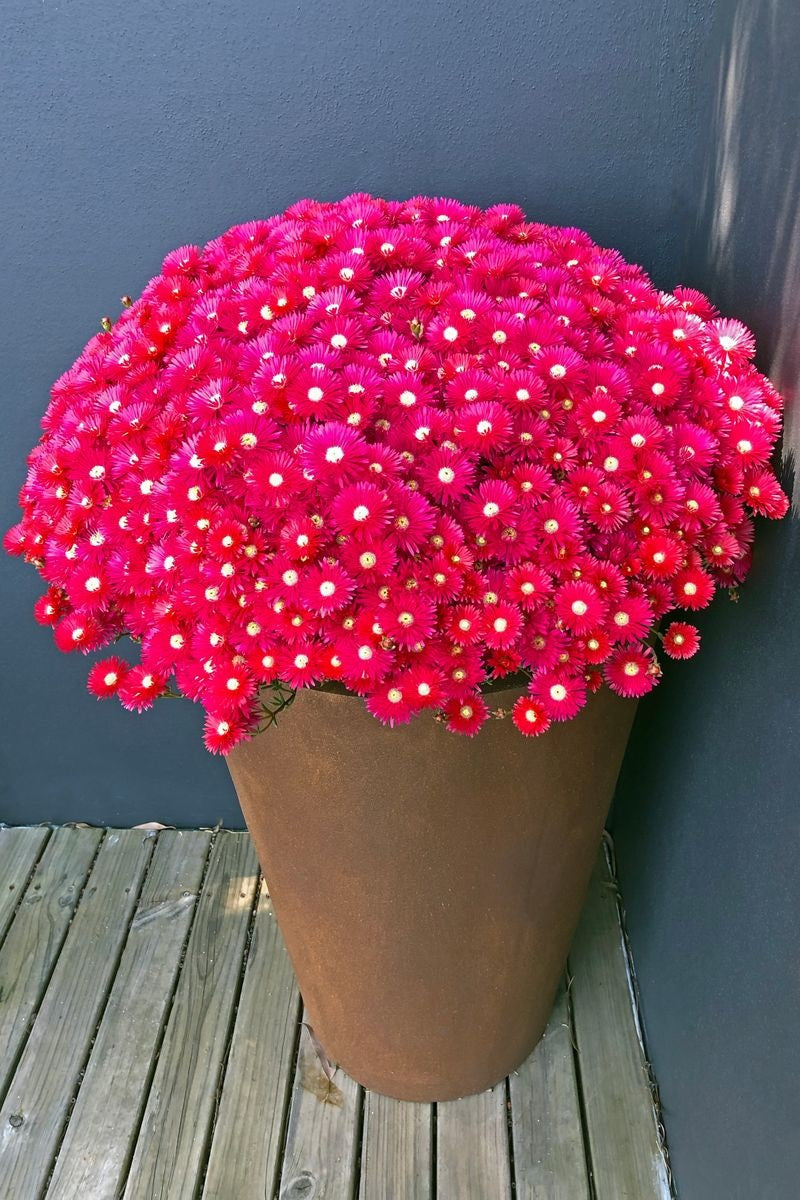 Lampranthus spectabilis - RED EXPLOSION - Trailing Ice Plant