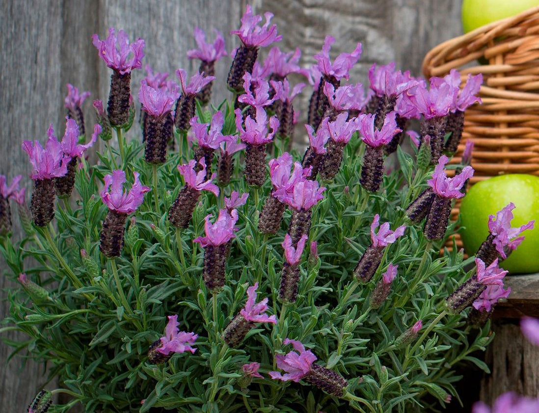 Lavandula pedunculata x stoechas - LAVINNOVA® BLUEBERRY RUFFLES - Lavender 'Blueberry Ruffles' PBR