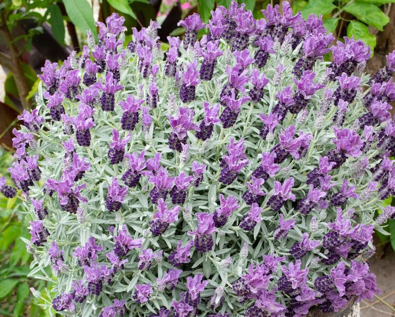 Lavandula pedunculata - LAVINNOVA® ICEBERRY RUFFLES - Lavender 'Iceberry Ruffles' PBR