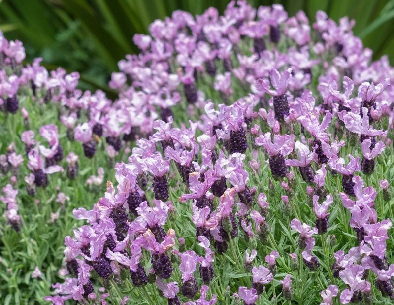 Lavandula pedunculata - LAVINNOVA® LILAC LACE - Lavender 'Lilac Lace' PBR