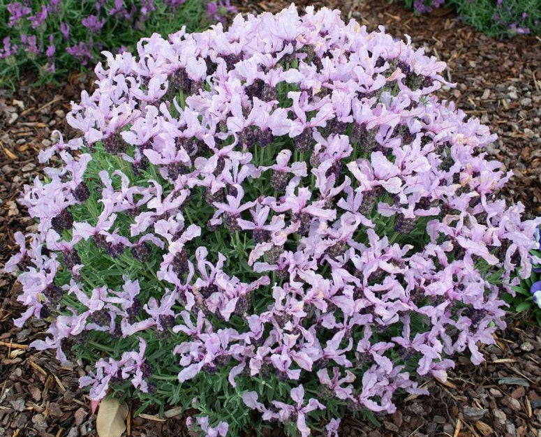 Lavandula pedunculata - LAVINNOVA® PINKBERRY RUFFLES - Lavender 'Pinkberry Ruffles' PBR