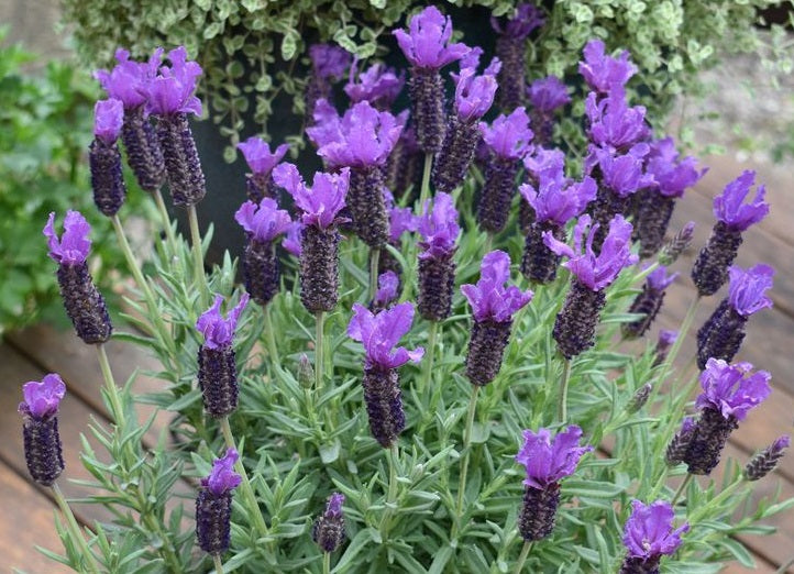 Lavandula pedunculata - LAVINNOVA® PURPLE REIGN - Lavender 'PurpleReign' PBR