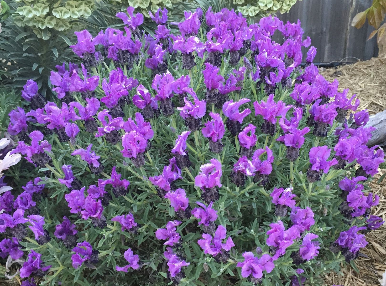 Lavandula pedunculata - LAVINNOVA® PURPLEBERRY RUFFLES - Lavender 'Purpleberry Ruffles' PBR