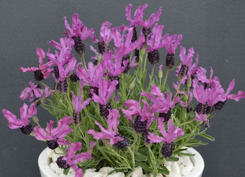 Lavandula pedunculata - LAVINNOVA® RAZZLEBERRY RUFFLES - Lavender 'Razzleberry Ruffles' PBR