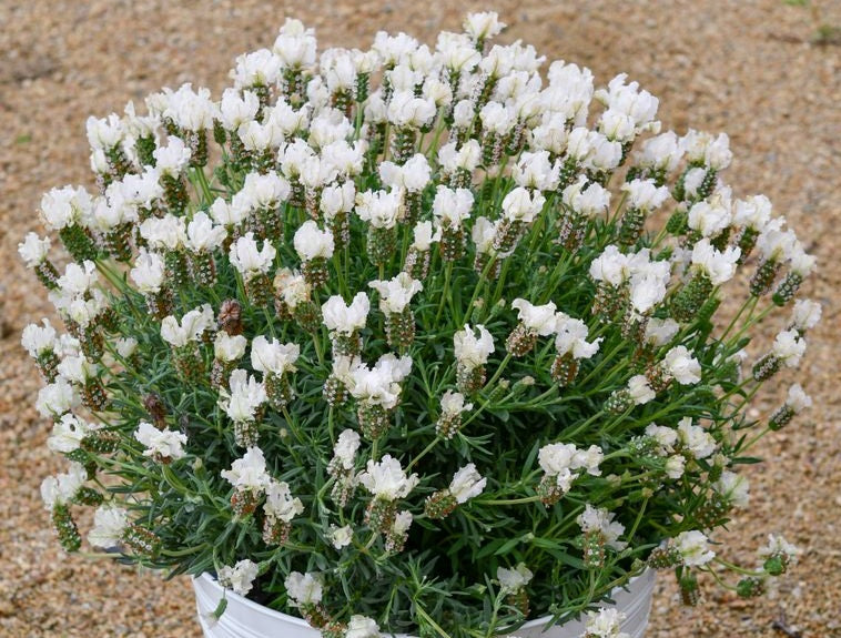 Lavandula pedunculata - LAVINNOVA® SNOW PRINCESS - Lavender 'IB6101' PBR