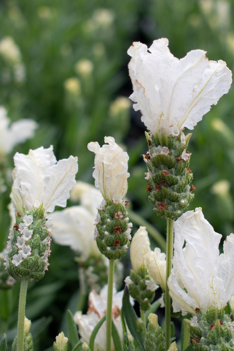 Lavandula pedunculata - LAVINNOVA® SNOW PRINCESS - Lavender 'IB6101' PBR