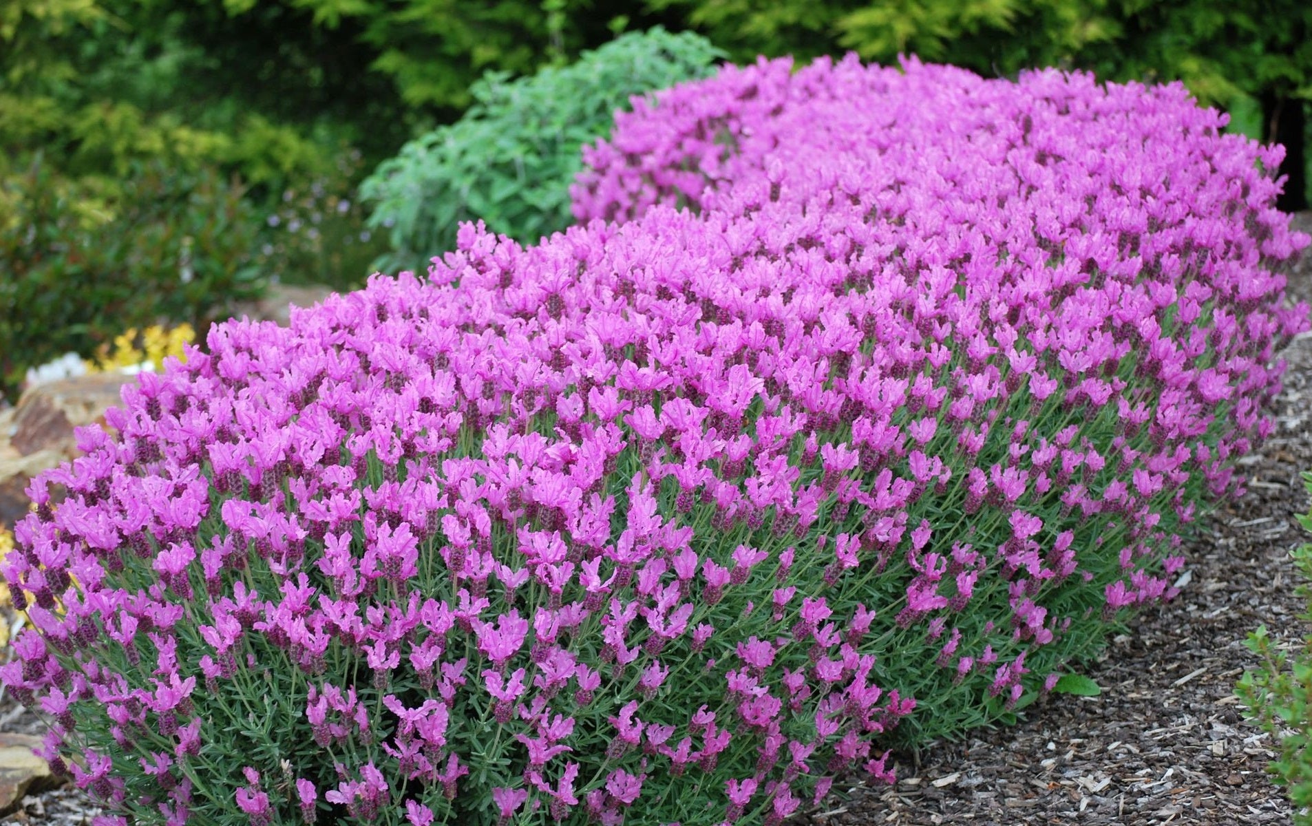 Lavandula stoechas - LAVINNOVA® THE PRINCESS - Spanish Lavender 'IB 910-2' PBR